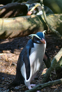 Fiordland penguin